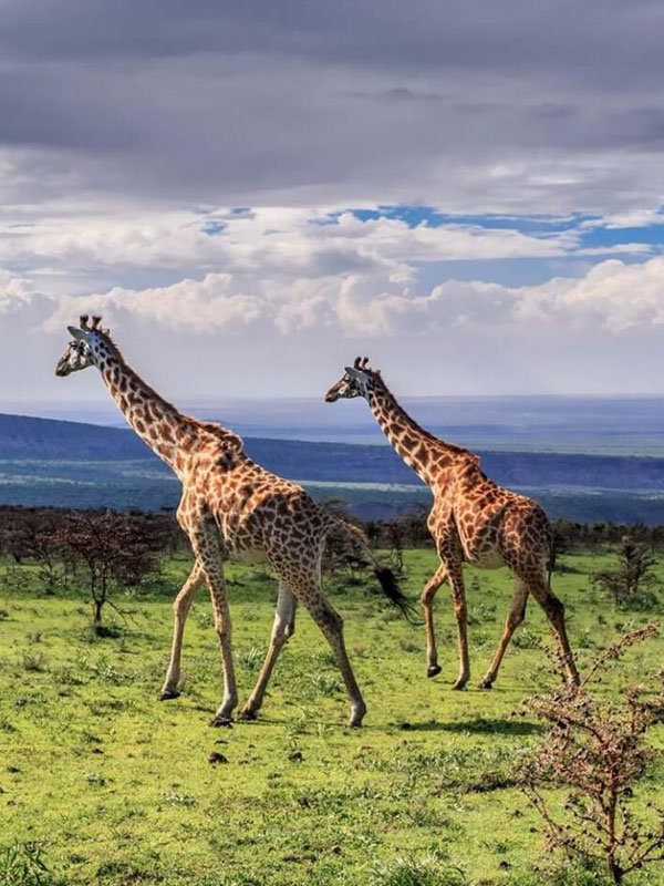 10 Days Bush And Zanzi Beach Safari
