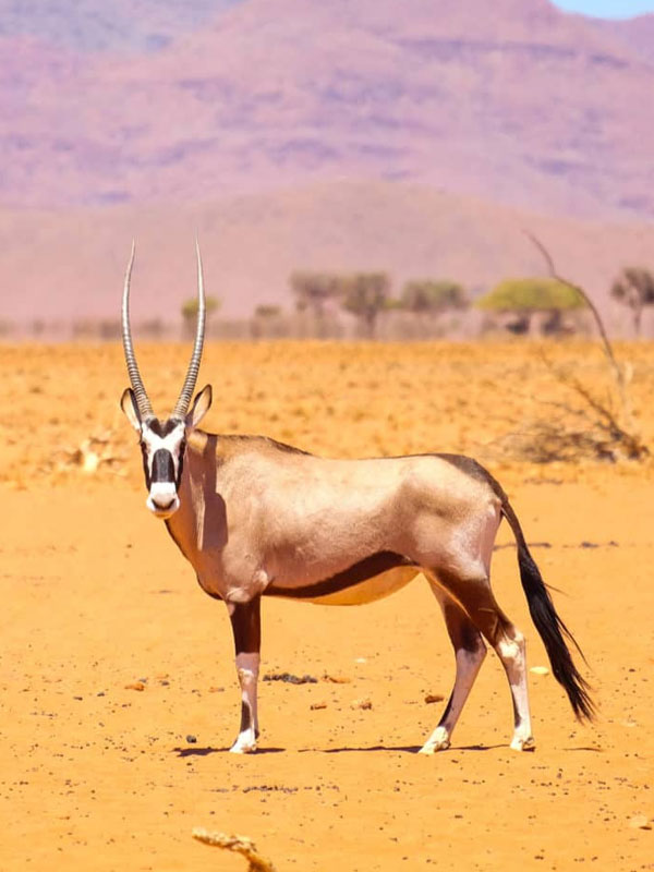 10 Day Namibia Highlights Safari