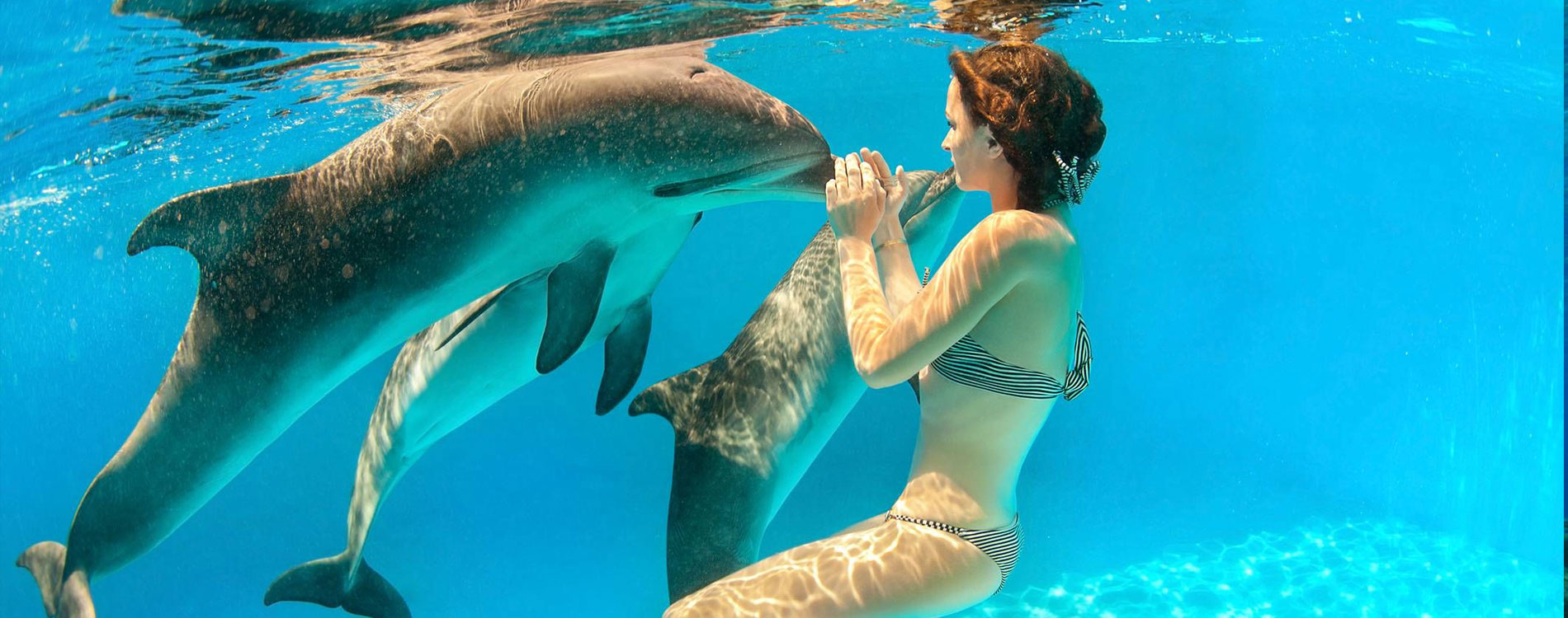 1 Day Swimming with Dolphins lunch and Quad