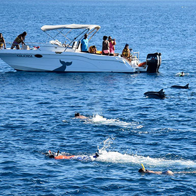 1 Day Swimming with Dolphins lunch and Quad