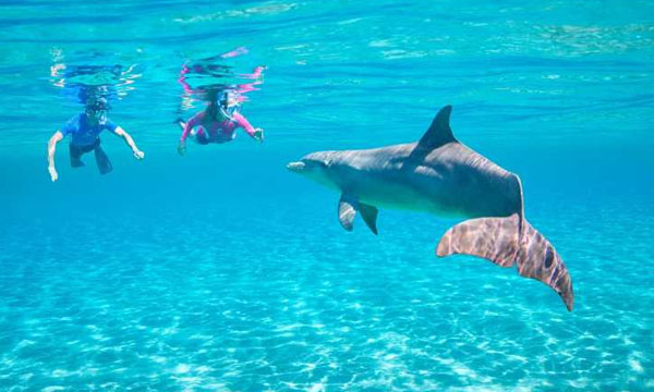 1 Day Swimming with Dolphins lunch and Quad