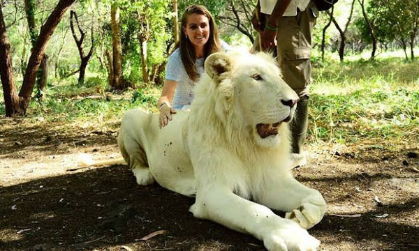 1 Day Zip Line and Lion Walks