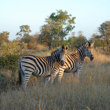10 Day Cape Town and Kruger Park Golf Safari