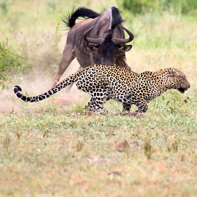 10 Day Cape Town and Kruger Park Golf Safari