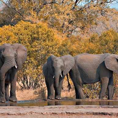 10 Day Kruger Park Safari and Mozambique Beach Holiday