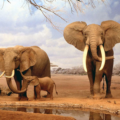 10 Day Luxury Sun City, Victoria Falls and Joburg Golf Safari