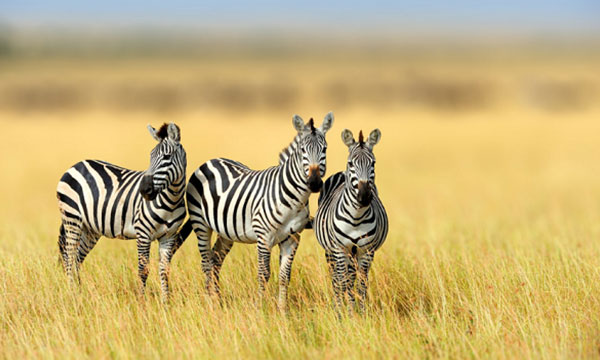 10 Day Exclusive Tanzania Wilderness Adventure