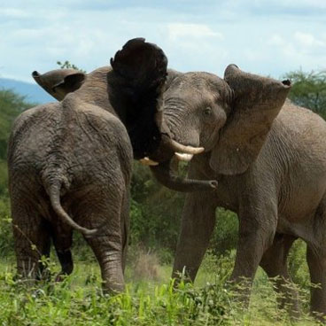 10 Days Exploring Paths Less Travelled Safari Tour