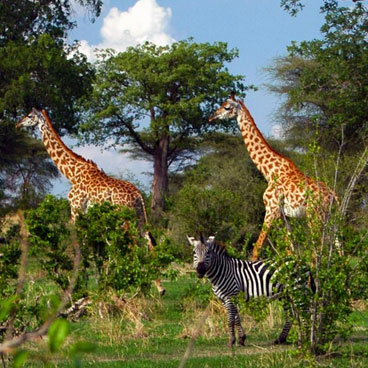 10 Days Remote Bush and Beach Honeymoon Escape