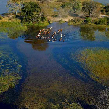11 Day African Wildlife Adventure