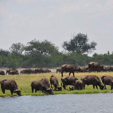 11 Day African Wildlife Adventure