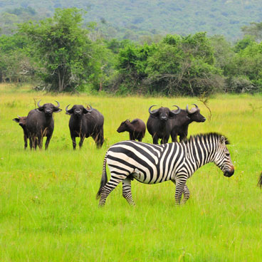 10 Days Uganda Safari