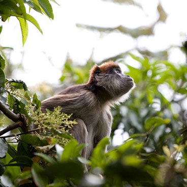 10 Days Uganda Safari
