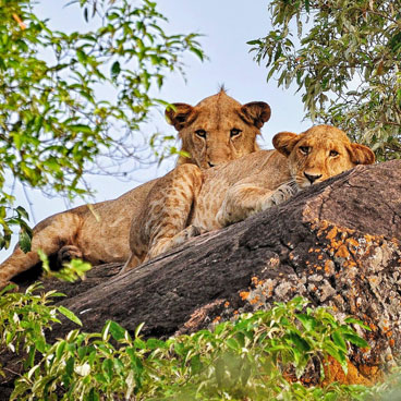 10 Days Uganda Safari