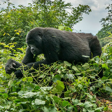 10 Days Uganda Safari