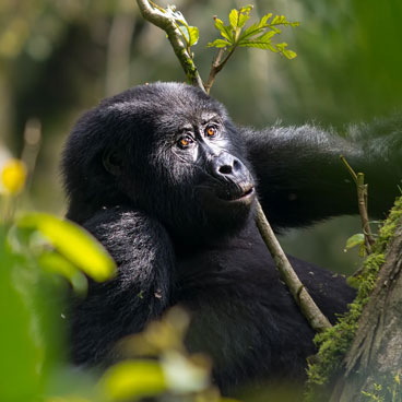 10 Days Uganda Safari