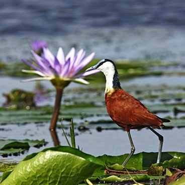 10 Days Uganda Safari