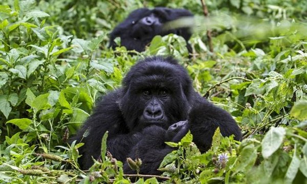 10 Day Uganda Itinerary