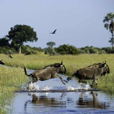 10 Days Ultimate Zambezi and Chobe Safari