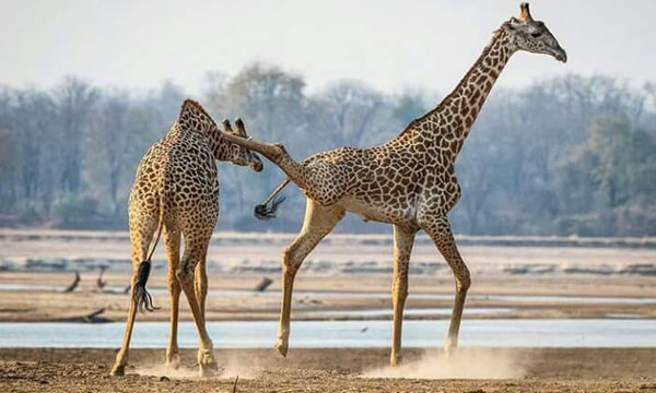 10 Day Ultimate Zambezi and Chobe Safari