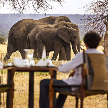 10 Days Walk on the Wildside Safari
