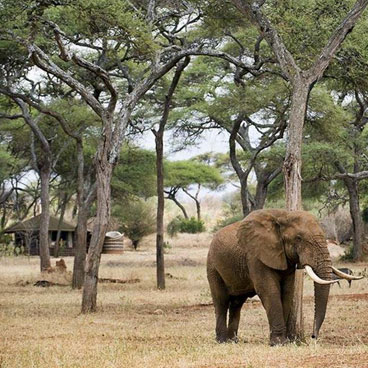 10 Days Walk on the Wildside Safari