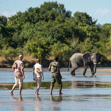 10 Days Walk on the Wildside Safari