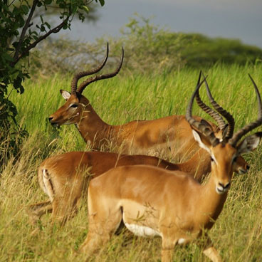 10 Days Walk on the Wildside Safari