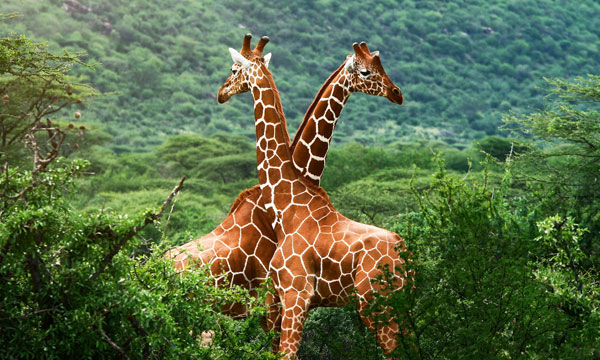 11 Days African Wildlife Adventure