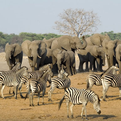 11 Day Sooty Falcon Safaris