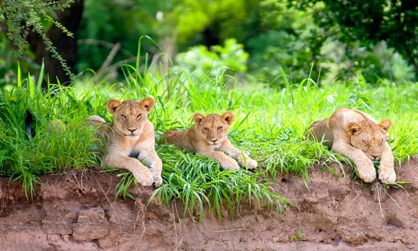 11 Day Sooty Falcon Safaris