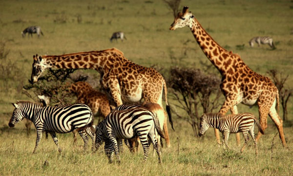 11 Day Zambia Classic