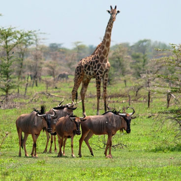 11 Days Bush and Island Safari