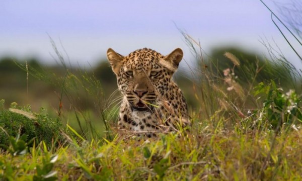 11 Day Bush and Island Safari