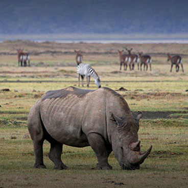 11 Days Classic Tanzania Safari