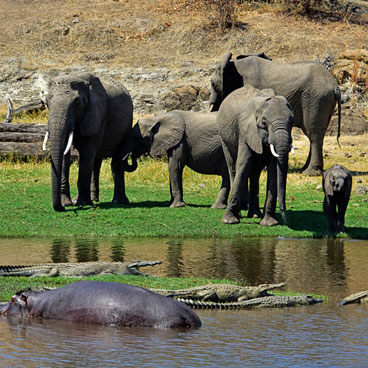11 Days Classic Tanzania Safari