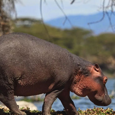 11 Days Classic Tanzania Safari