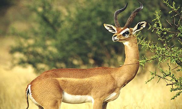 11 Day Classic Tanzania Safari