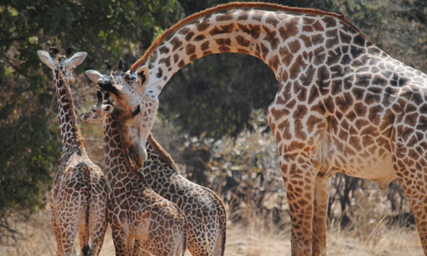 11 Day Gems of Zambia