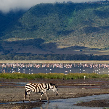 11 Days Gorilla, Chimpanzee, and Volcan Trekking Adventure