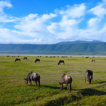 11 Days Gorilla, Chimpanzee, and Volcan Trekking Adventure