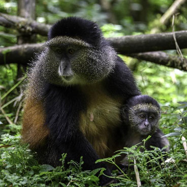 11 Days Gorilla, Chimpanzee, and Volcan Trekking Adventure
