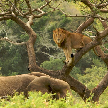 11 Days Joburg, Kruger, Swaziland, KwaZulu Natal & Timbavati, Cape Town