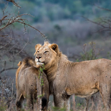 11 Days Joburg, Kruger, Swaziland, KwaZulu Natal & Timbavati, Cape Town