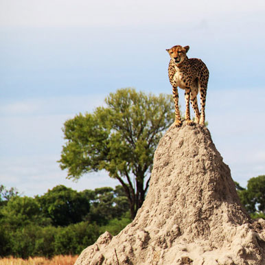 11 days Okavango Horseback Safaris