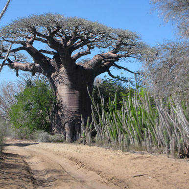 11 days Okavango Horseback Safaris