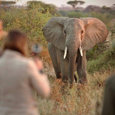 11 Days Wild Tanzania Adventure