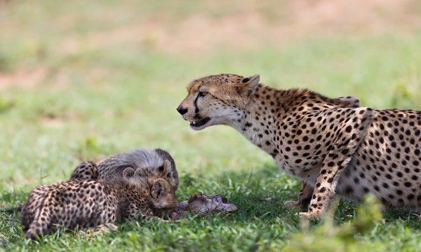 11 Day Wild Tanzania Adventure