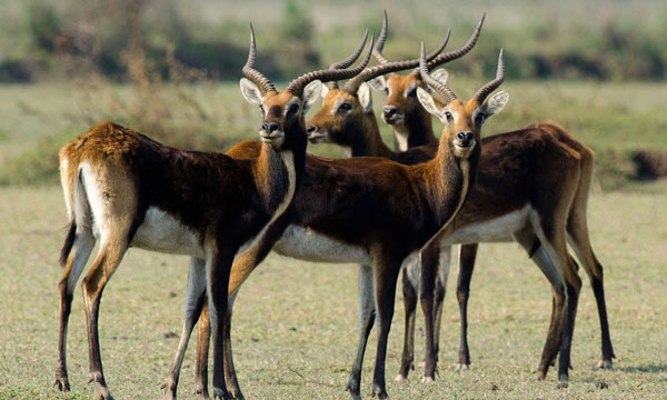 11 Day Zambia Classic Safari package