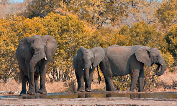 9 Nights Botswana Highlights